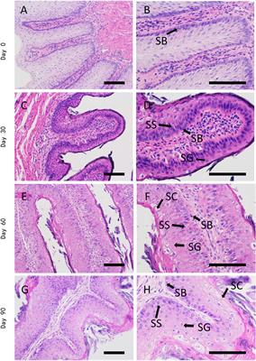 Proteome changes of dairy calves rumen epithelium from birth to postweaning